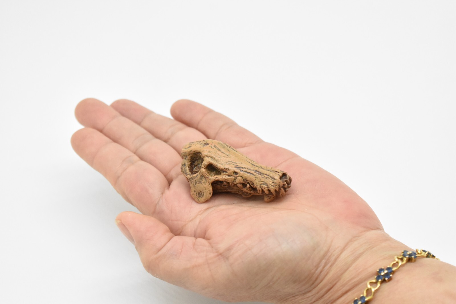 Daeodon, Terrible Pig Fossil Skull, Realistic Plastic Replica 2 1/4″ F3520B204