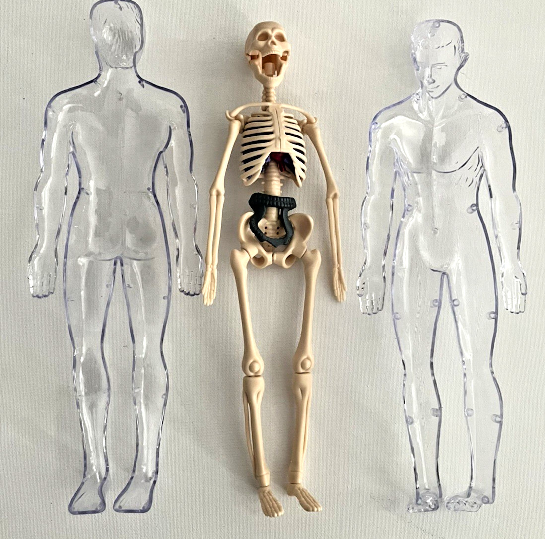 Visible Human Anatomy Model 12” Transparent Body Skeleton Organs Educational Toy