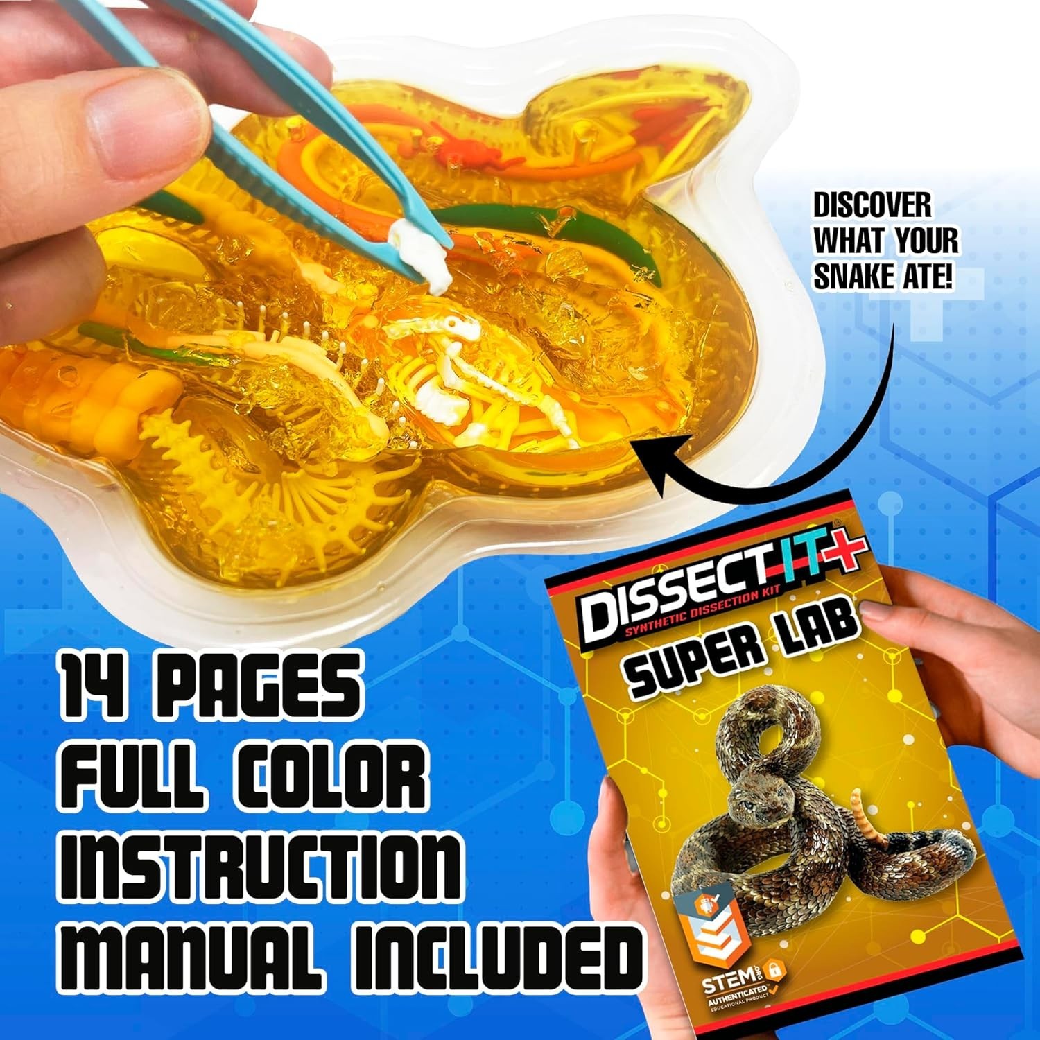 Rattlesnake Super Lab Kit for Kids, Synthetic Dissection Kids Science Kit to …