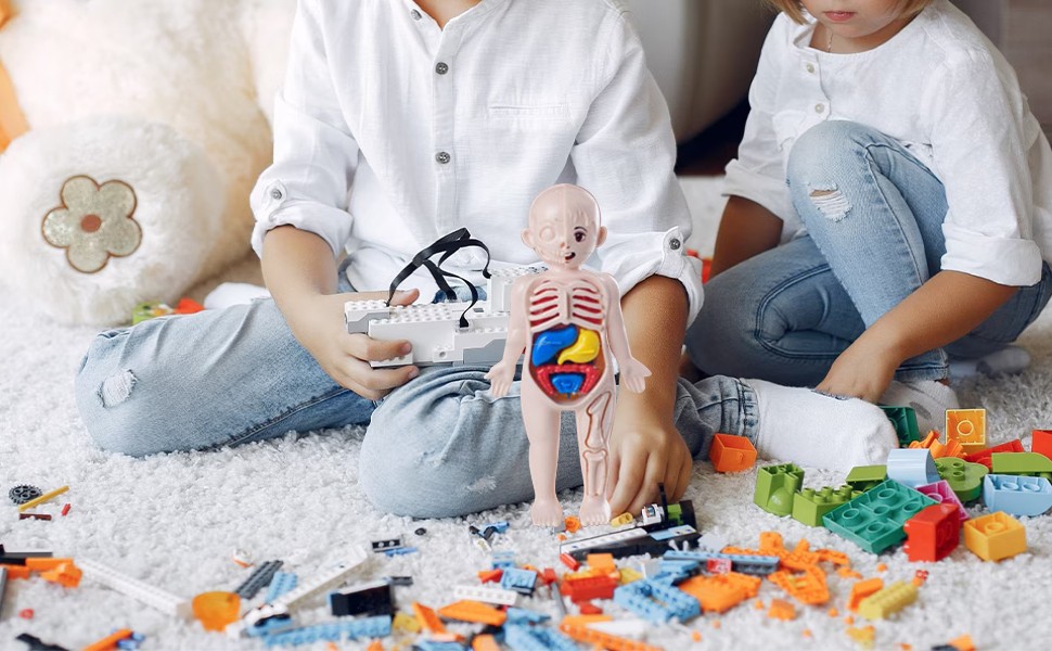 Human Body Puzzle Body Parts Organs 3D Puzzle Toys with 14 Pieces Model for Kids