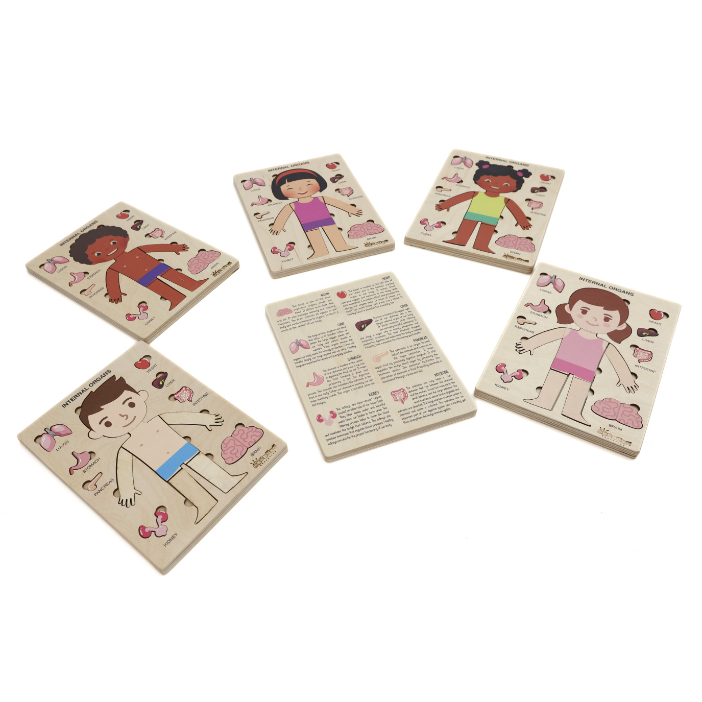 Montessori Wooden Human Body Puzzle – Organs & Stand, STEM Educational (Ages 3+)