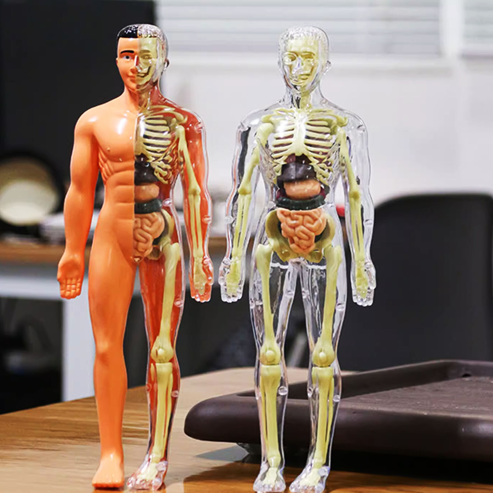 3D Human Body Anatomy Model DIY Skeleton Toys Educational Science Kit for Kid