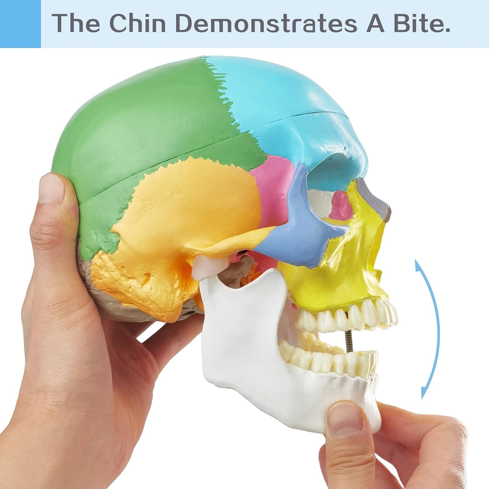 2026 New Anatomy Skull Model,Human Medical Skull Model Dental ClinicTeaching …