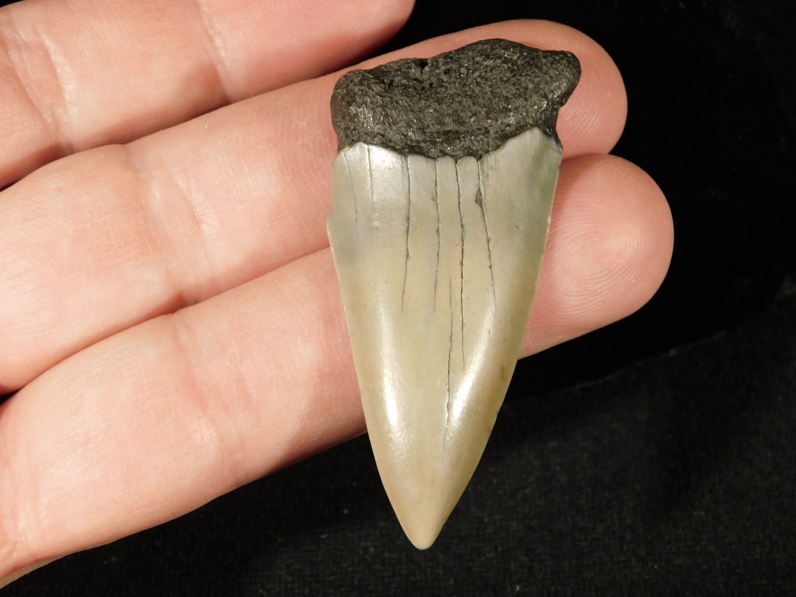 Long Ancestral Great WHITE SHARK Tooth Fossil 100% Natural South Carolina 12.6gr