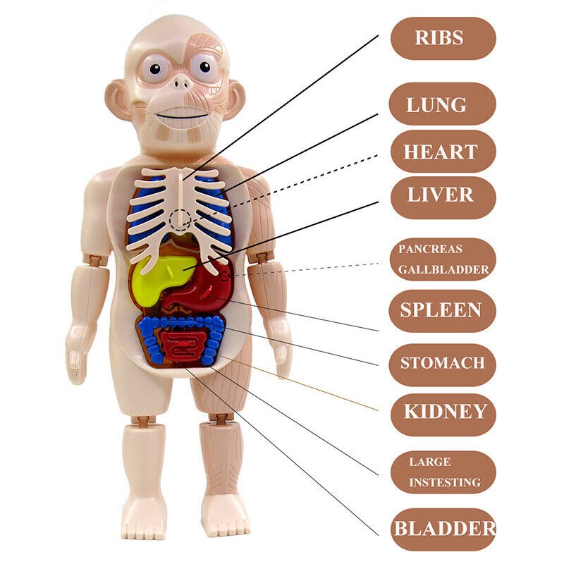 3D DIY Puzzle Human Body Anatomy Model Learning Organ Assembled Toy Body Organ