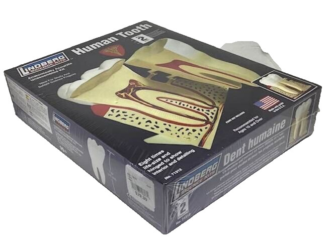 Human Tooth Kit Anatomically Accurate Unassembled Lindberg Science Dental NEW