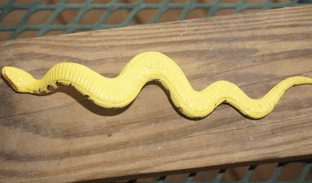 Python Replica – Little Slithering AAA Polyvinyl
