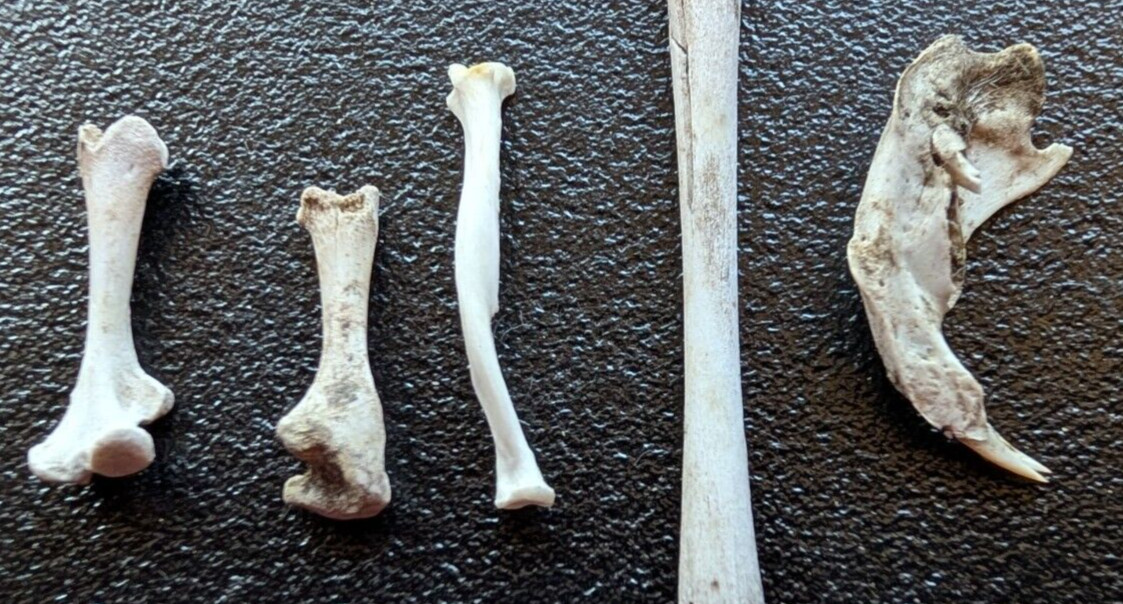 30 to 35 Owl Pellet Bones in a Small Glass Jar and a Bone Identification Chart.