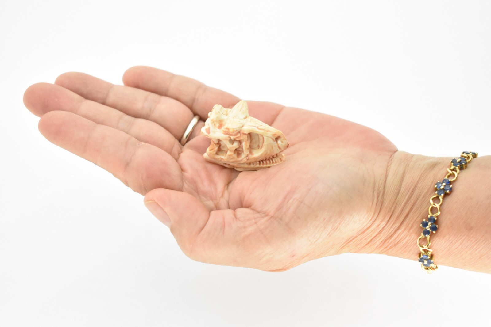 Carnotaurus, Education,Dinosaur Skull Fossil, Very Realistic Rubber Toy Model 2″