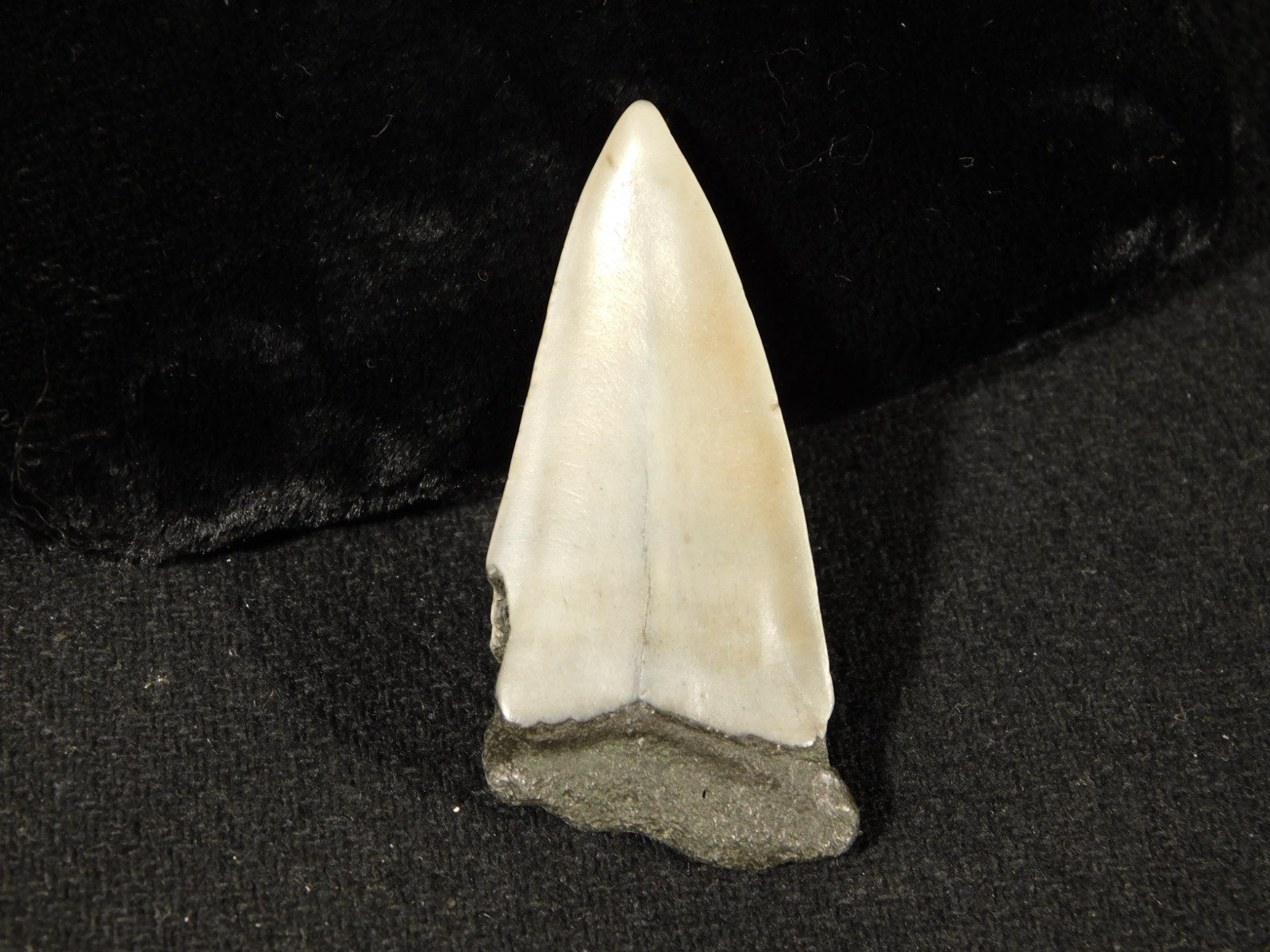 Long Ancestral Great WHITE SHARK Tooth Fossil 100% Natural South Carolina 12.6gr