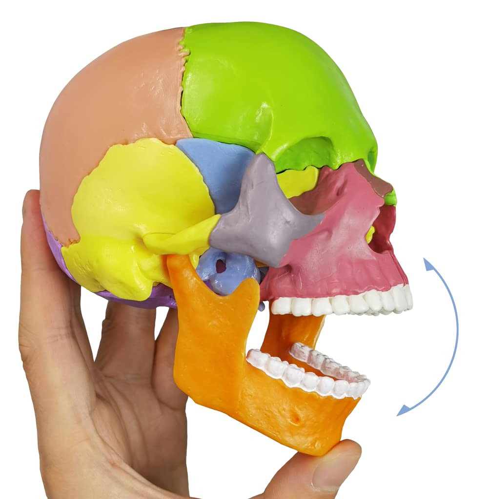 15-Parts Puzzle Anatomy Skull Model,Colorful Medical Brain Model,Human Anatomy E
