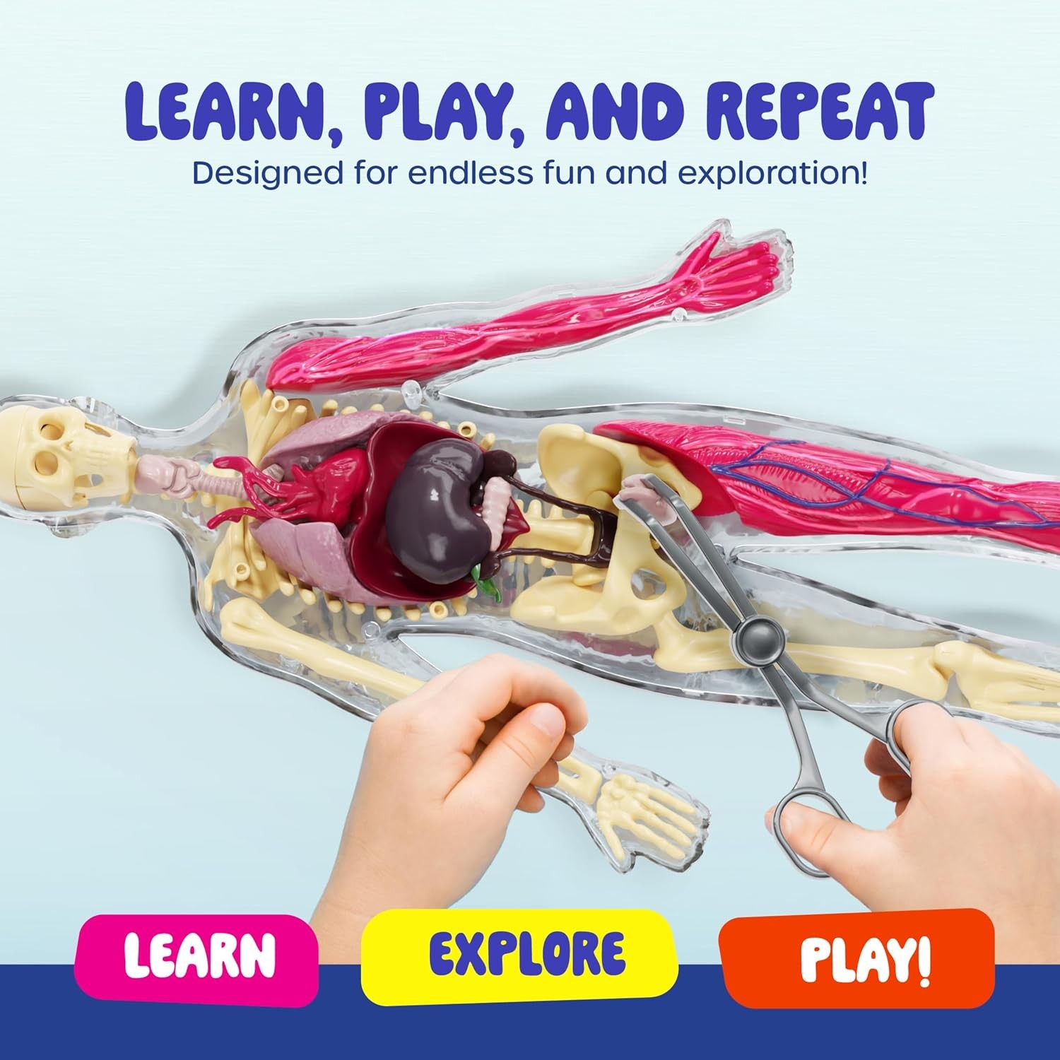 Dan&Darci Human Anatomy Squishy Body Model – Science Kits for Kids Ages 4-8 – ST