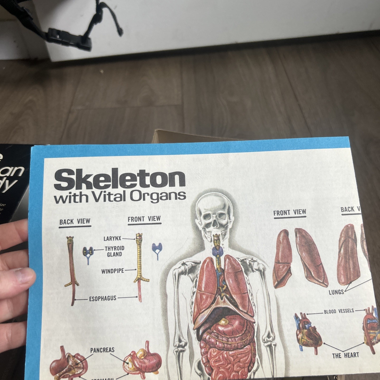 Lindberg Visible Human Body 1/6 human size 3D Model Kit No 71302