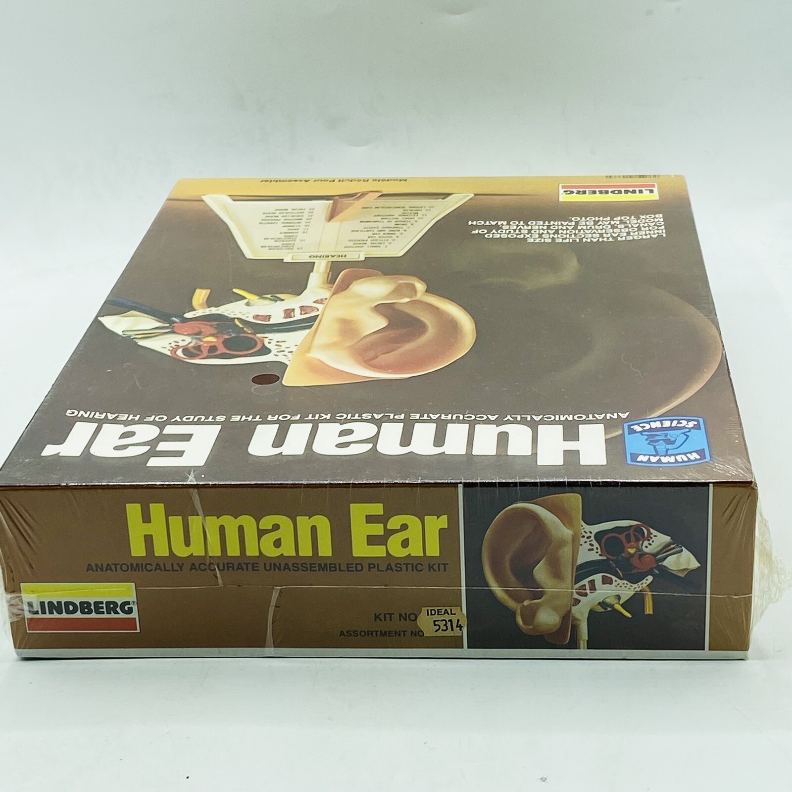 Vintage 96’ Lindberg HUMAN EAR Model Kit Complete In Sealed Box #1337