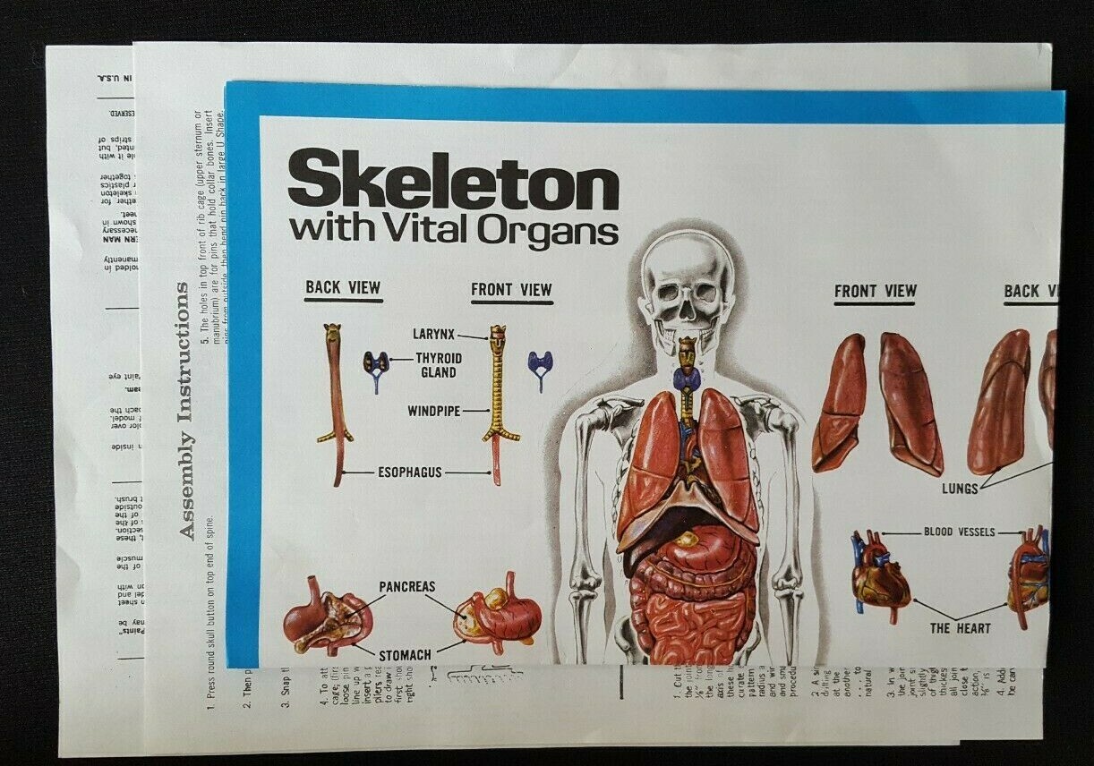 THE VISIBLE HUMAN BODY 1984 1/6 scale PLASTIC 3D MODEL KIT by LINDBERG