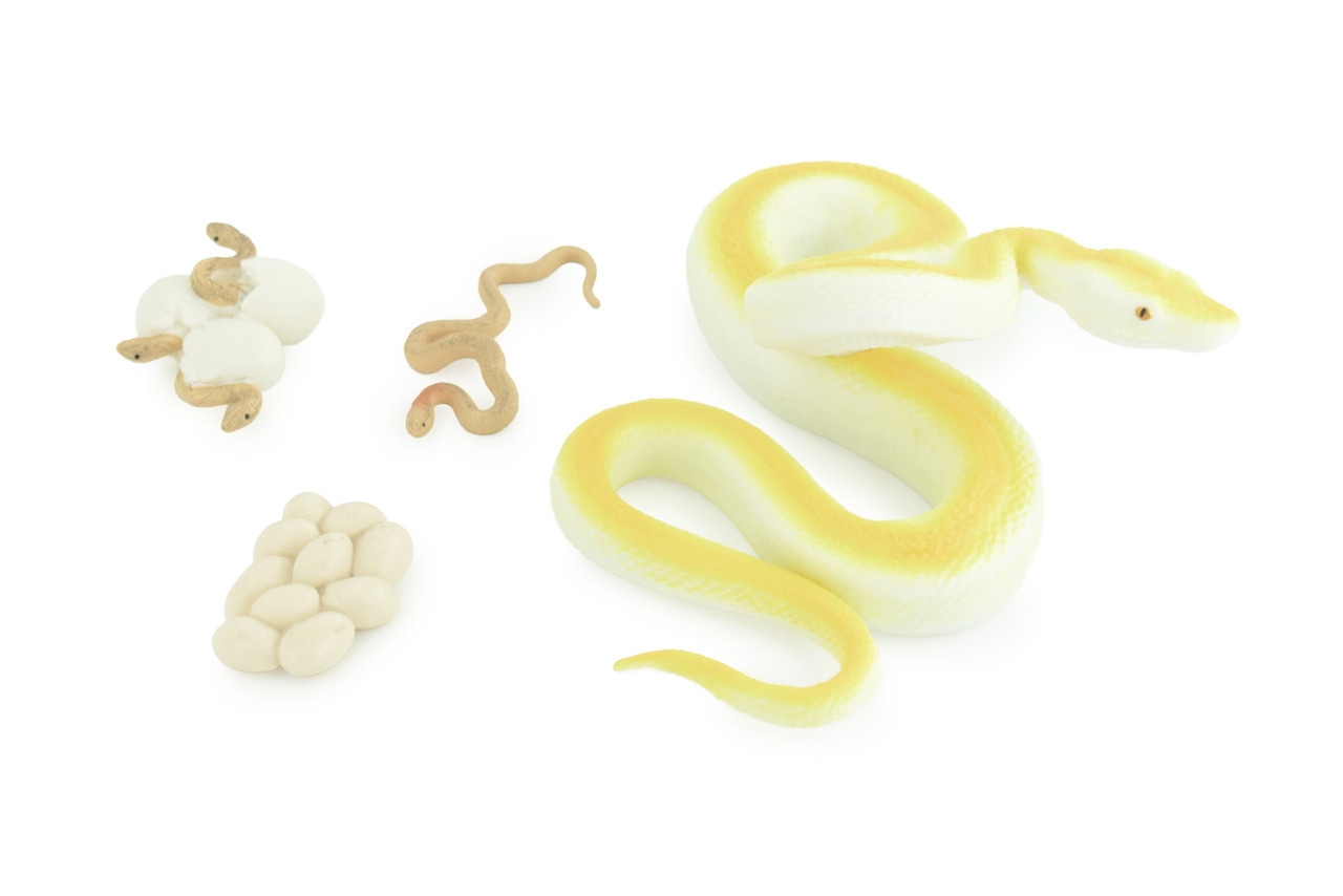 Burmese Python Life Cycle, 4 Piece Set, Hand Painted Rubber Snake 6″ CH886 BB201