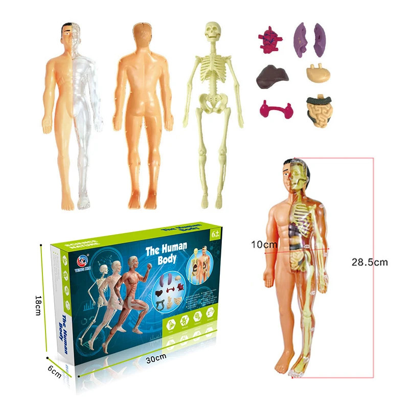 3D Human Body Torso Model – Educational DIY Toy for Kids Learning Fun