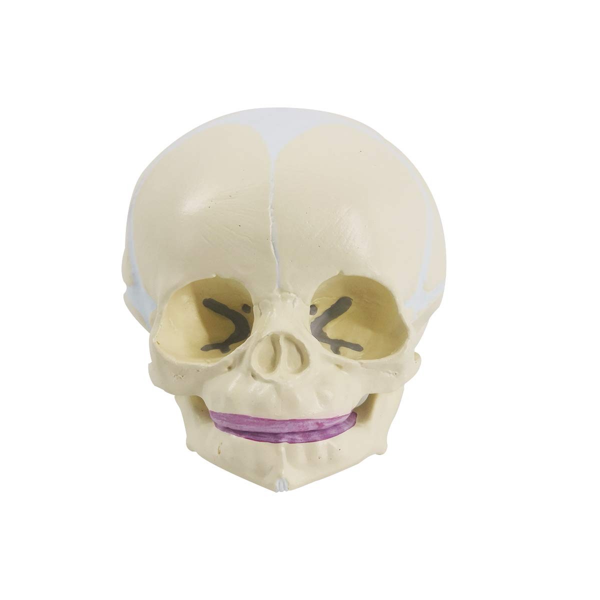 Human Infant Skull Model, Life Sized Fetus Anatomy Skull Model for Medical Te…