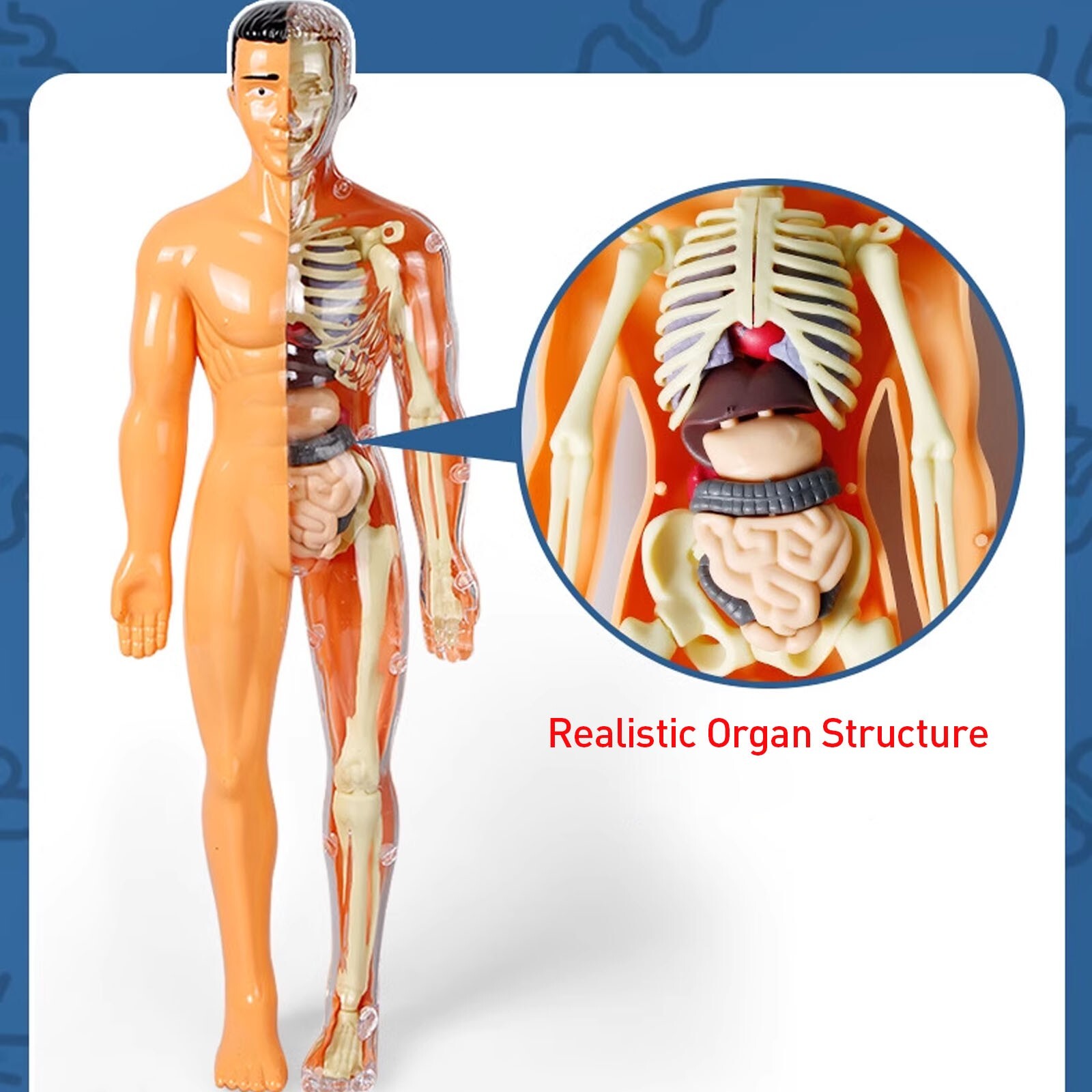 3D Human Body Anatomy Model DIY Skeleton Toy Removable Parts for Kid Aldult