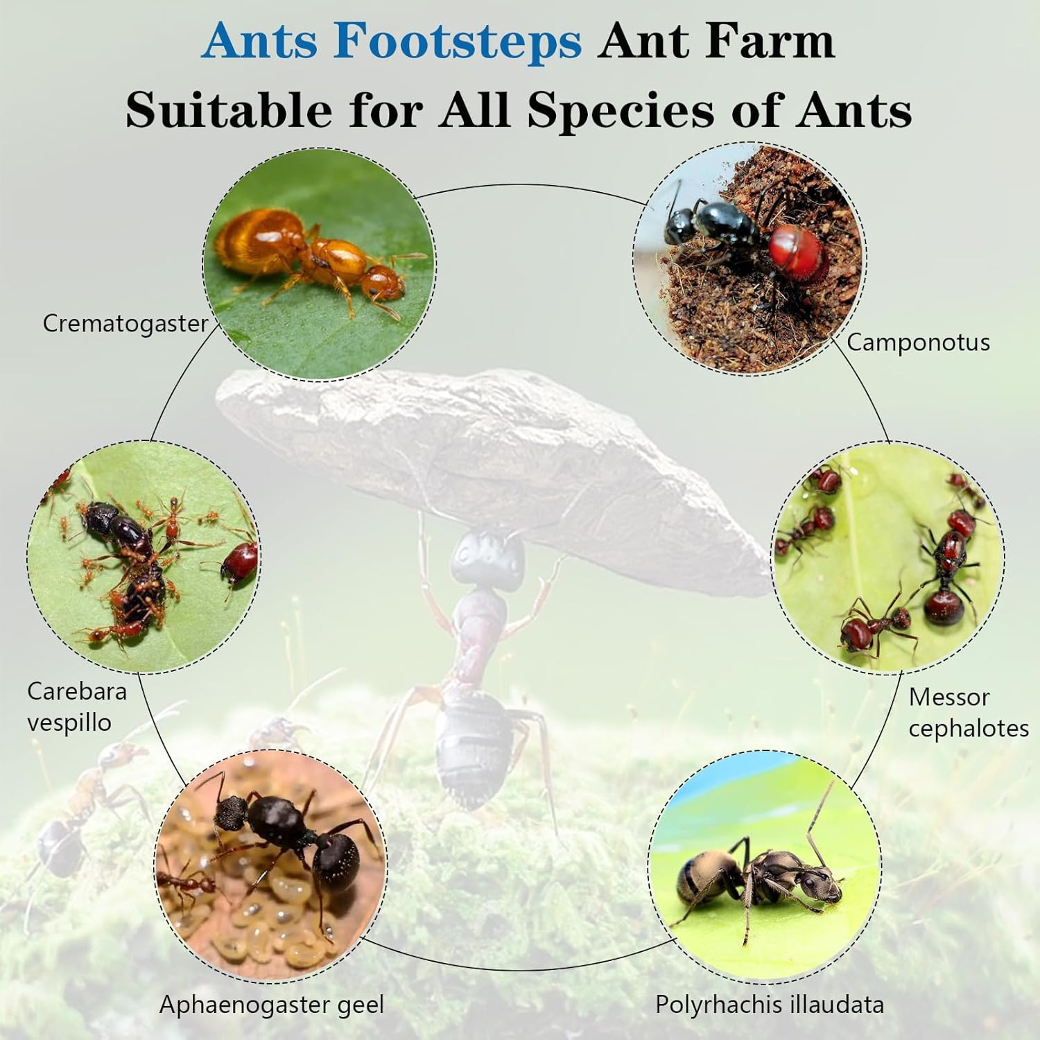 Ant Farm Nest Science DIY Terrarium Kit Care for Live Ants Ant Habitat with Wate