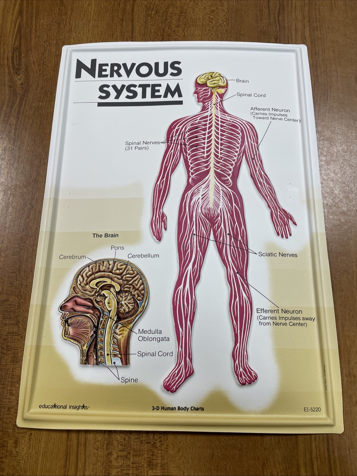 3D Human Body Charts Nervous System EI-5220 MINT Educational Insights 9×13”