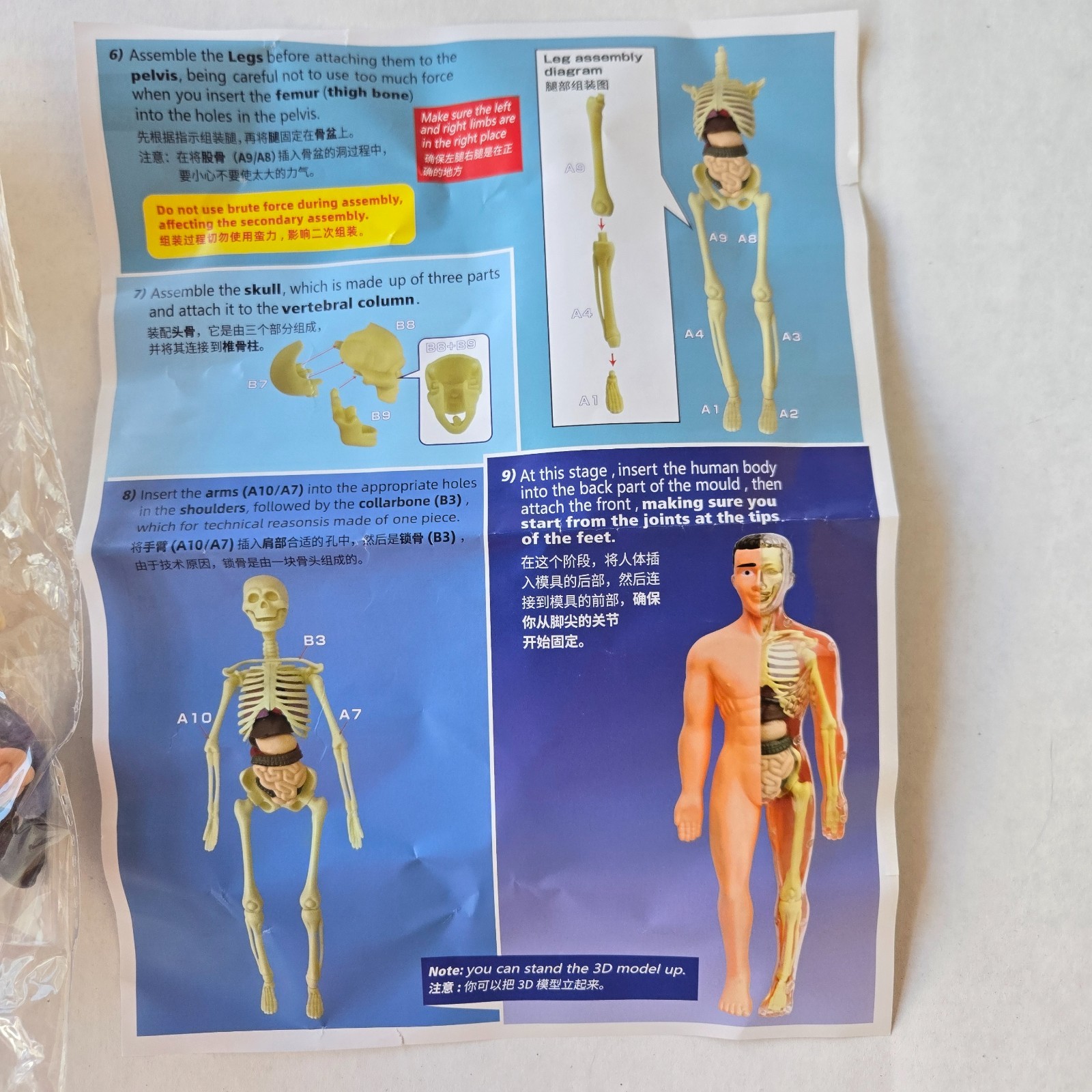 Human Anatomy Model Kit, 3D Detachable Body Parts Skeleton Viscera Organs