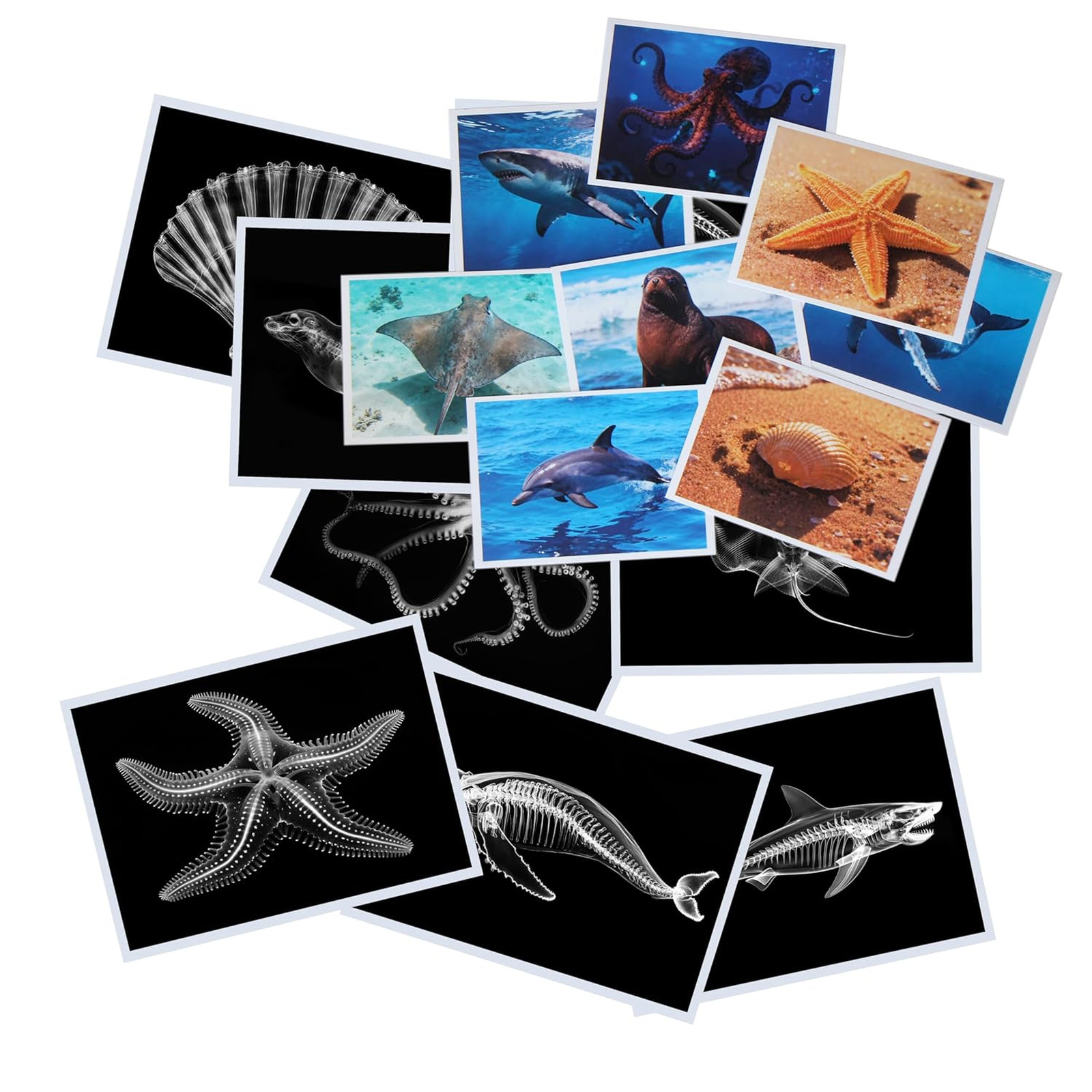 Animal X-Ray Images Set of 16 Simulation Specimens Science Education Materials