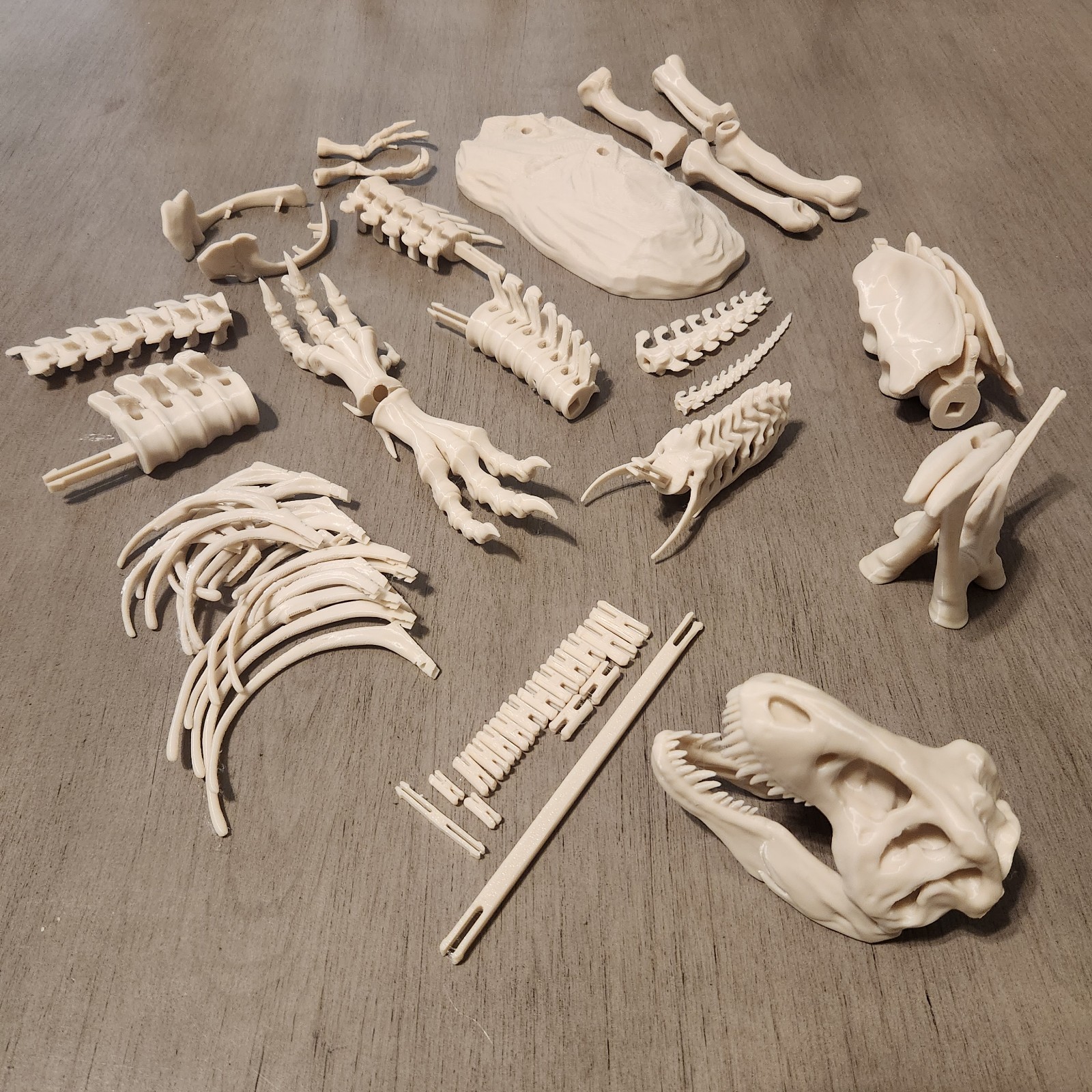 Trex Full Skeleton “Bone white” Assembly Kit