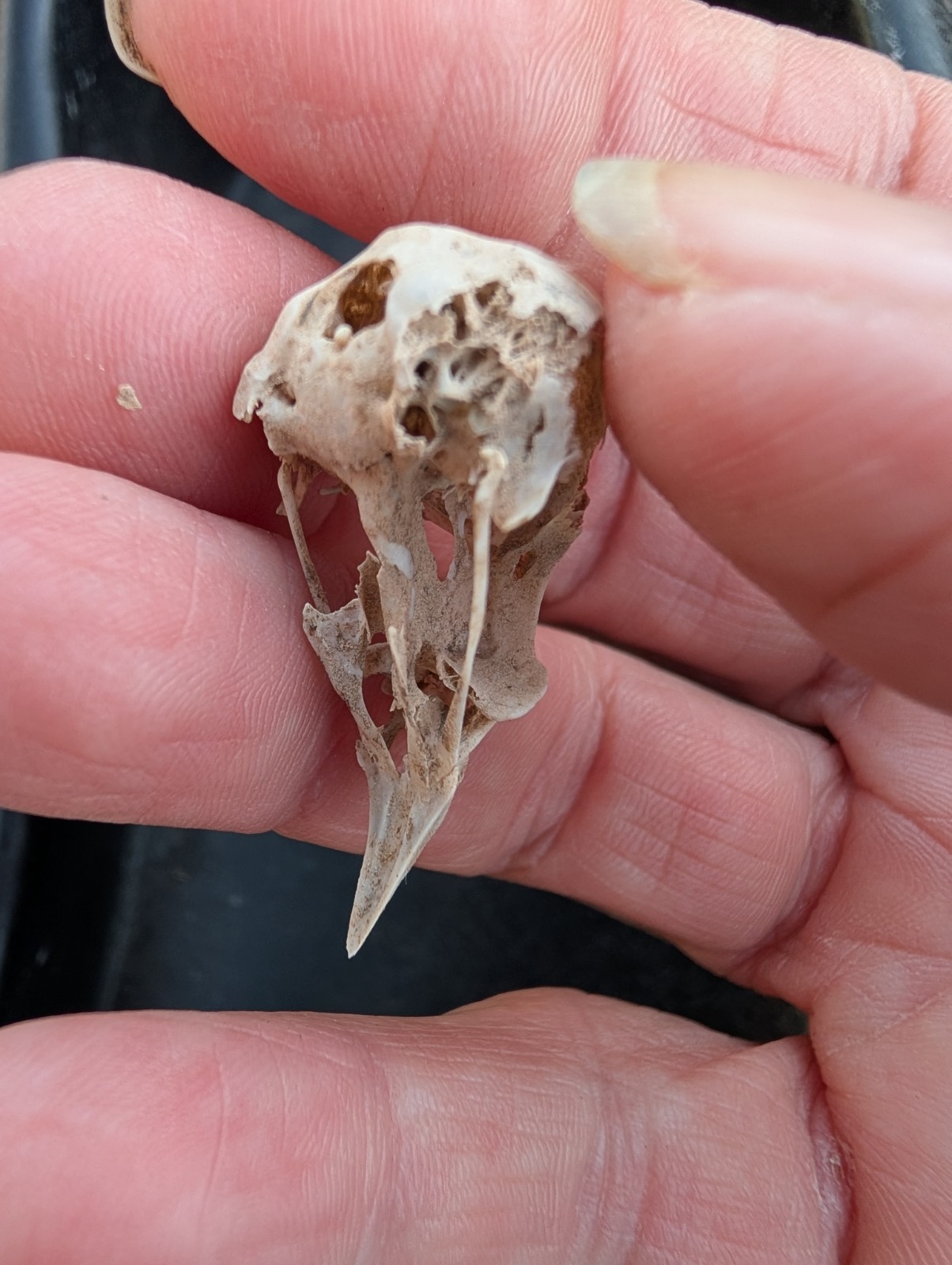 10 Owl Pellet Skulls with/without Braincases. Bone Brush/ Chart/Storage.