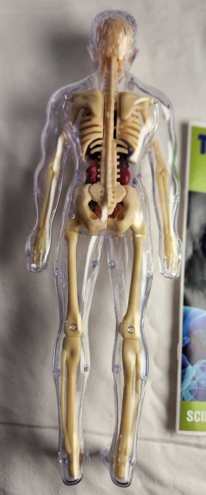 Clear Human Body Skeleton Model Kit 3D Human Anatomy Structure Model Kit