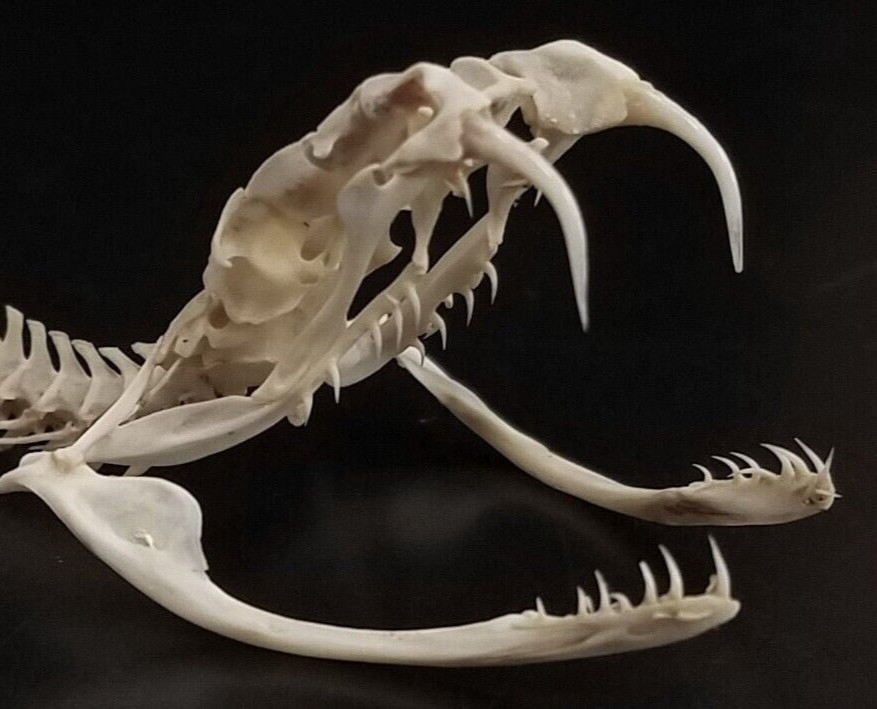 🔥Western Diamondback Rattlesnake Snake Skull Puzzle 38p FANGS SPECIMEN SK24