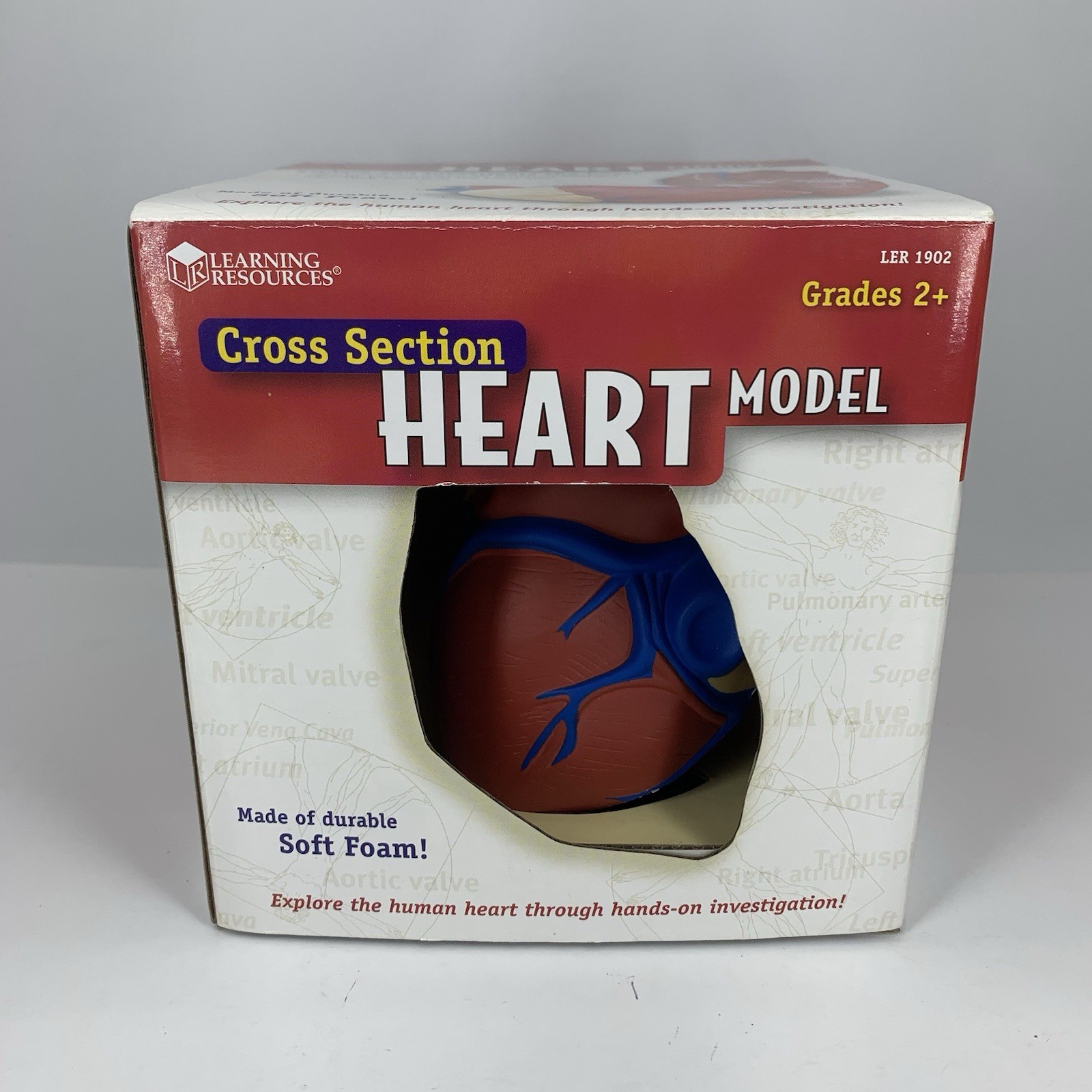 Cross Section HEART Model Learning Resources LER 1902 Soft Foam Anatomy Grade 2+