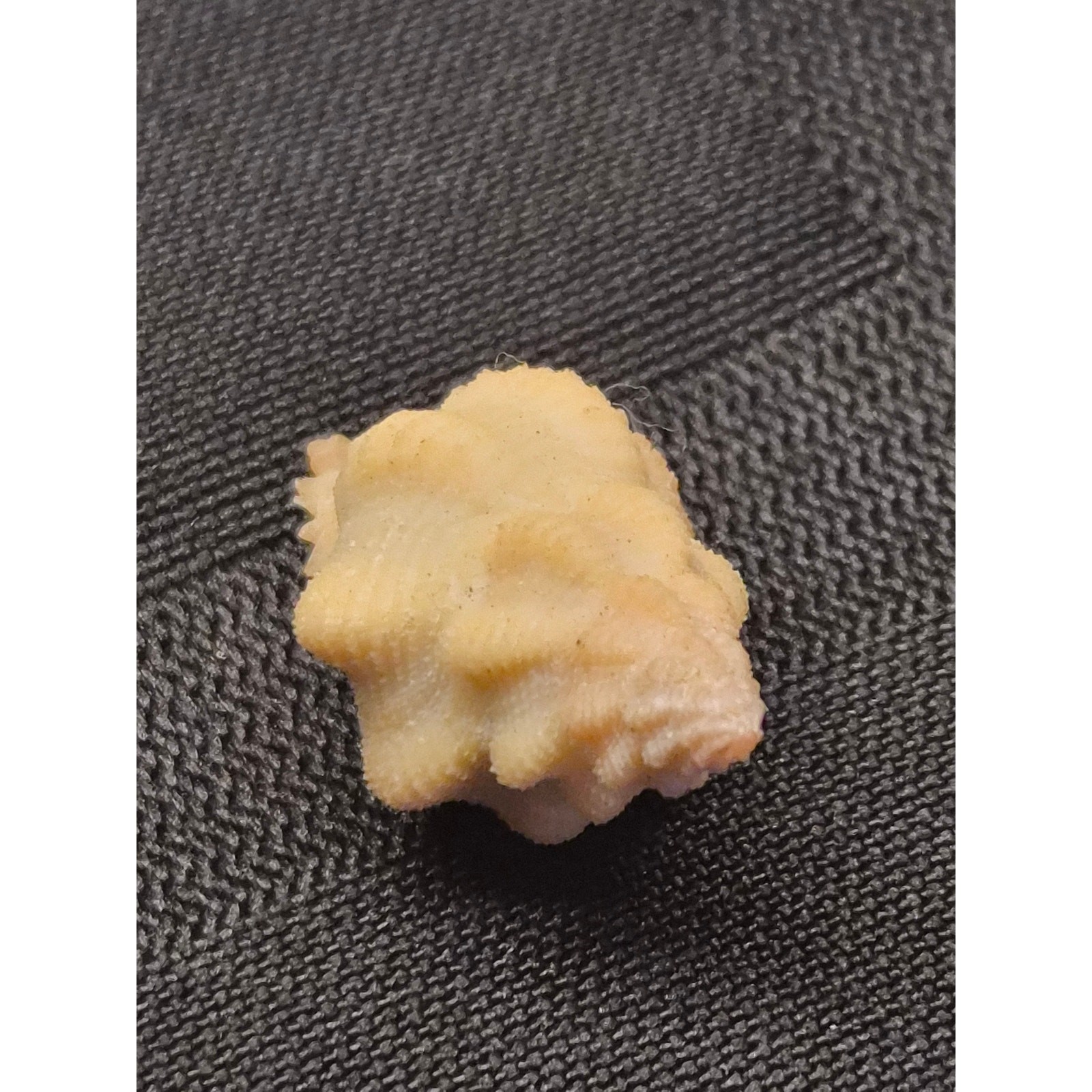 Latiaxis voremis Watson 22mm Seashell Bohol Philippines w/ Label