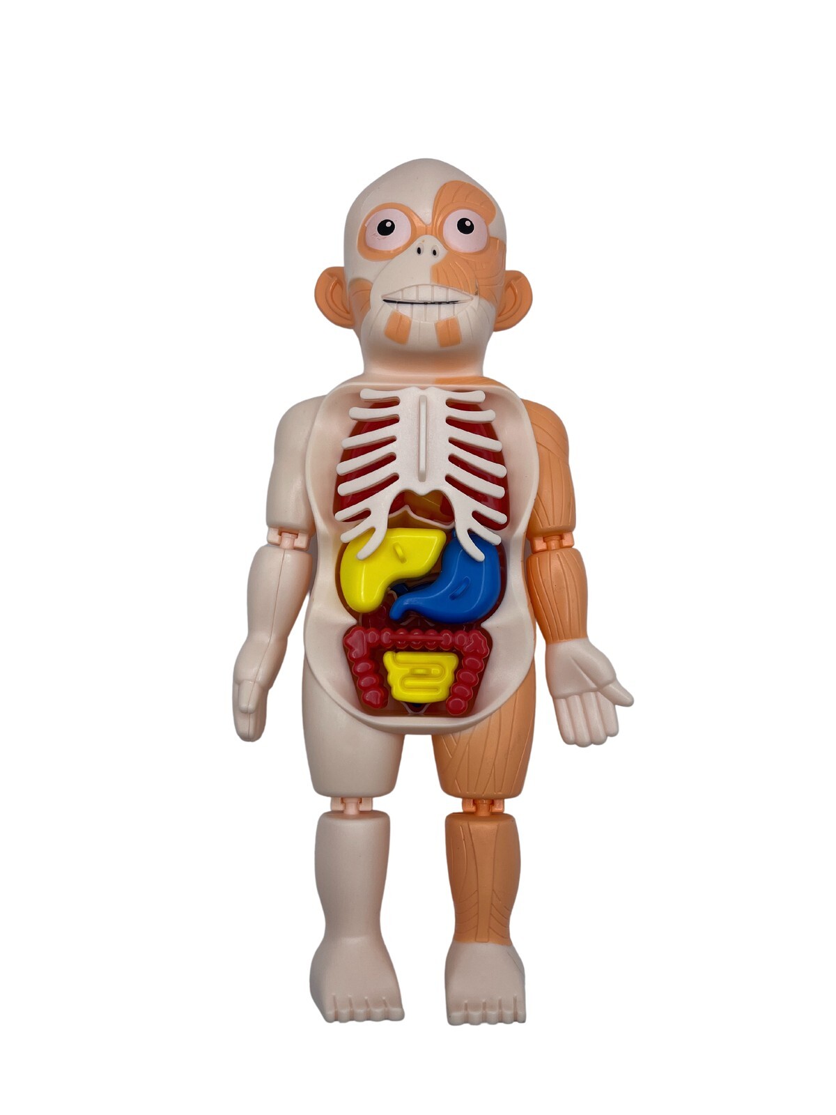 Science Kit 3D Human Body Anatomy Model Learning Educational Puzzle Toys