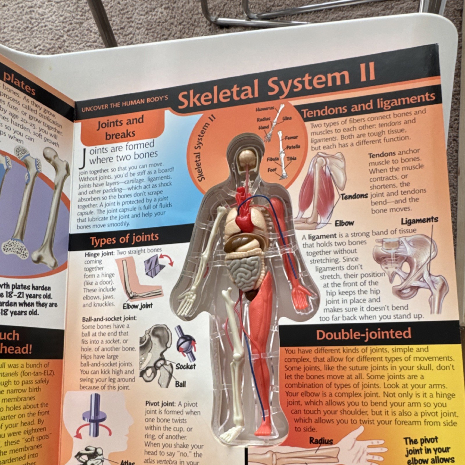 Silver Dolphin Uncover the Human Body 3D Educational Book Ages 8 and Up