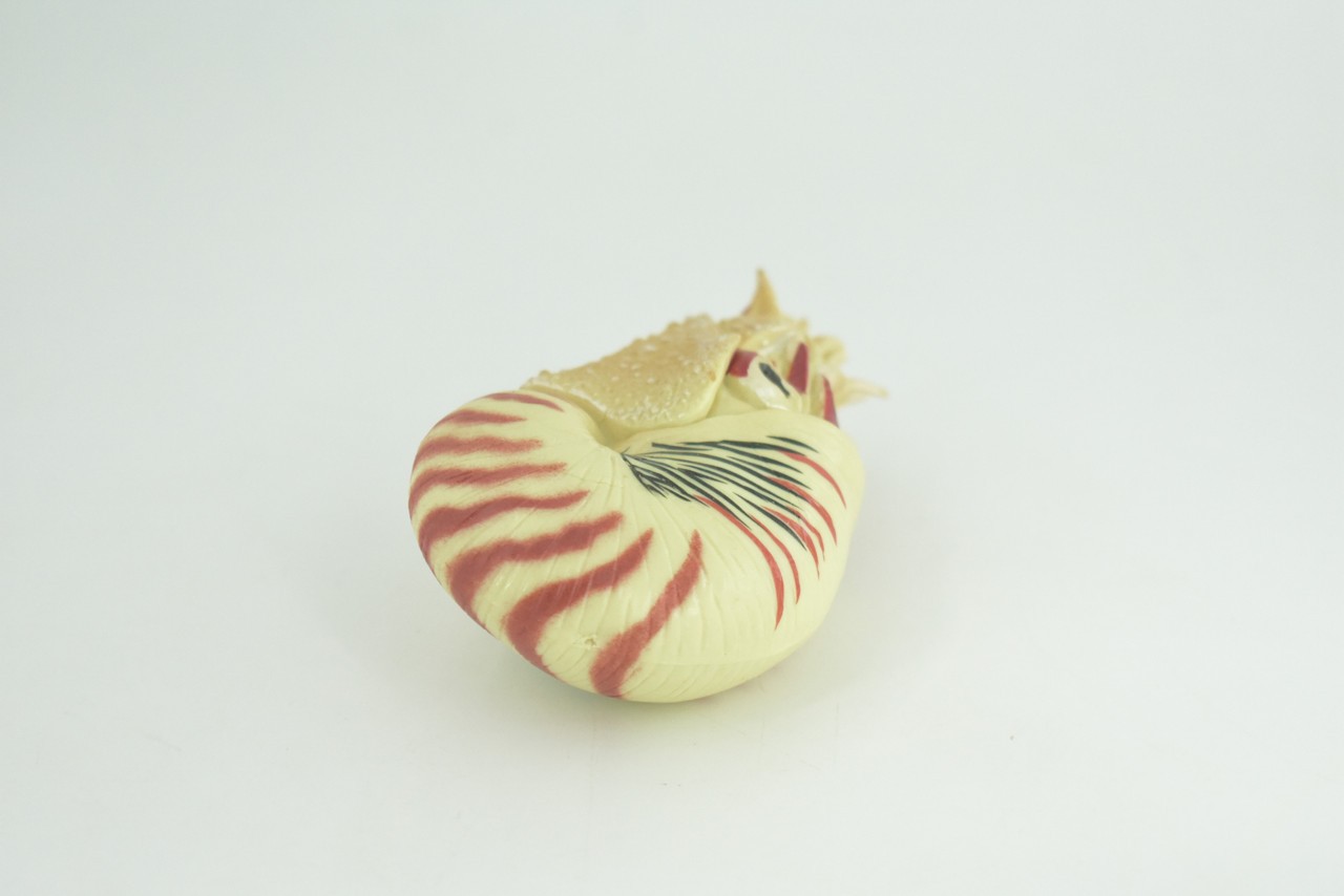 Nautilus Toy, Museum Quality, Hand Painted Rubber Gifts, 4 Inches. CH1009 BB217