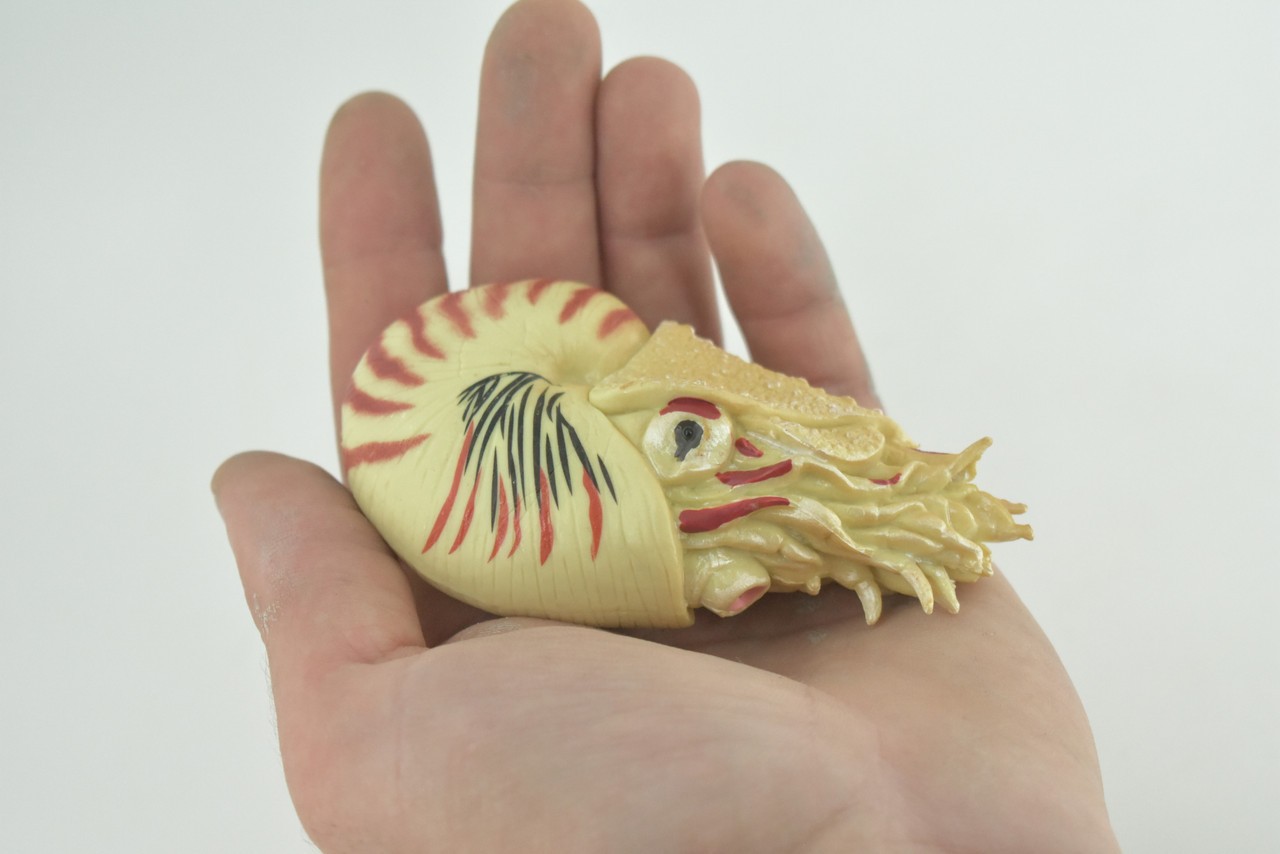 Nautilus Toy, Museum Quality, Hand Painted Rubber Gifts, 4 Inches. CH1009 BB217