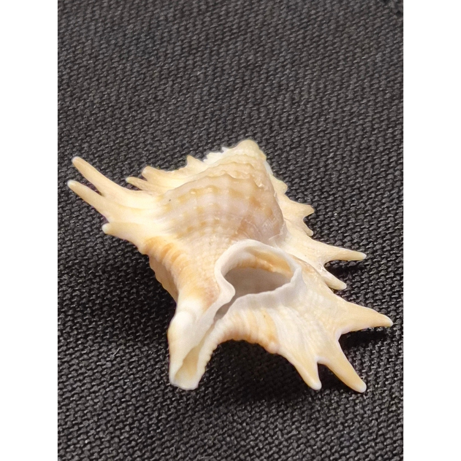 Apollon microstoma Seashell 32mm Bohol Philippines w/ Clover Label