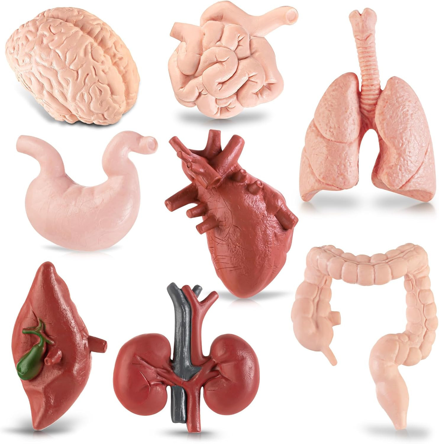 Mini Human Body Model for Kids, 8PCS Body Parts Sets Anatomy Toys, 3D Anatomy an