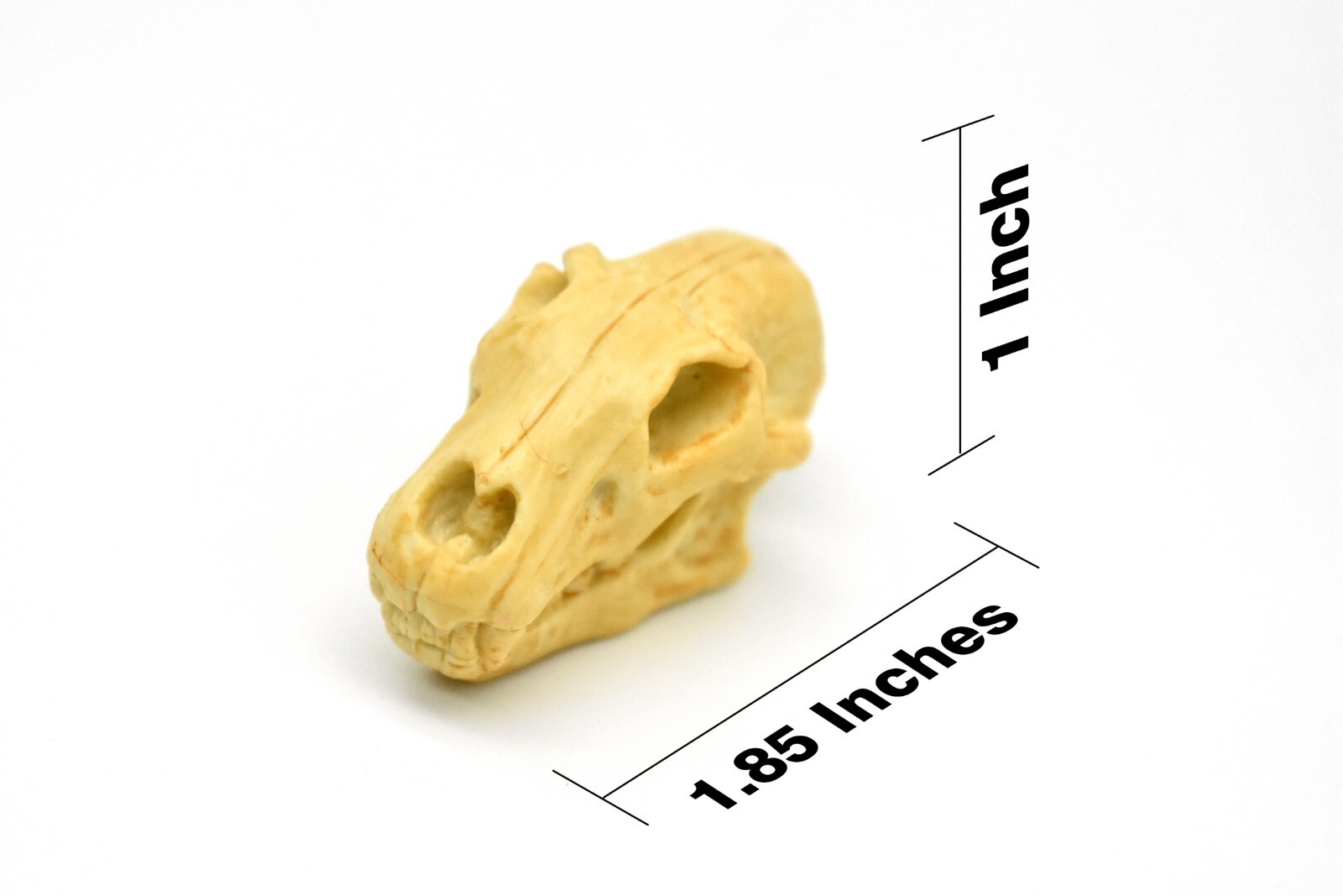 Lion Skull, Very Nice Plastic Reproduction 1 7/8 inches long F4124 B193