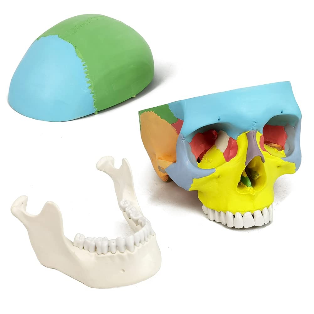 Merinden Painted Human Skull Model Life Size Replica Medical Anatomy Adult