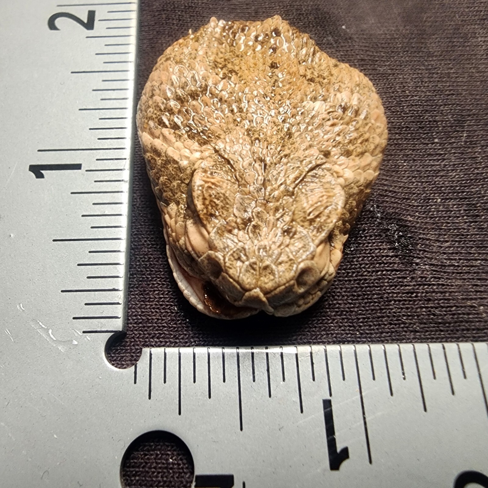 🔥Western Diamondback Rattlesnake Snake Skull Puzzle 38p FANGS SPECIMEN SK24