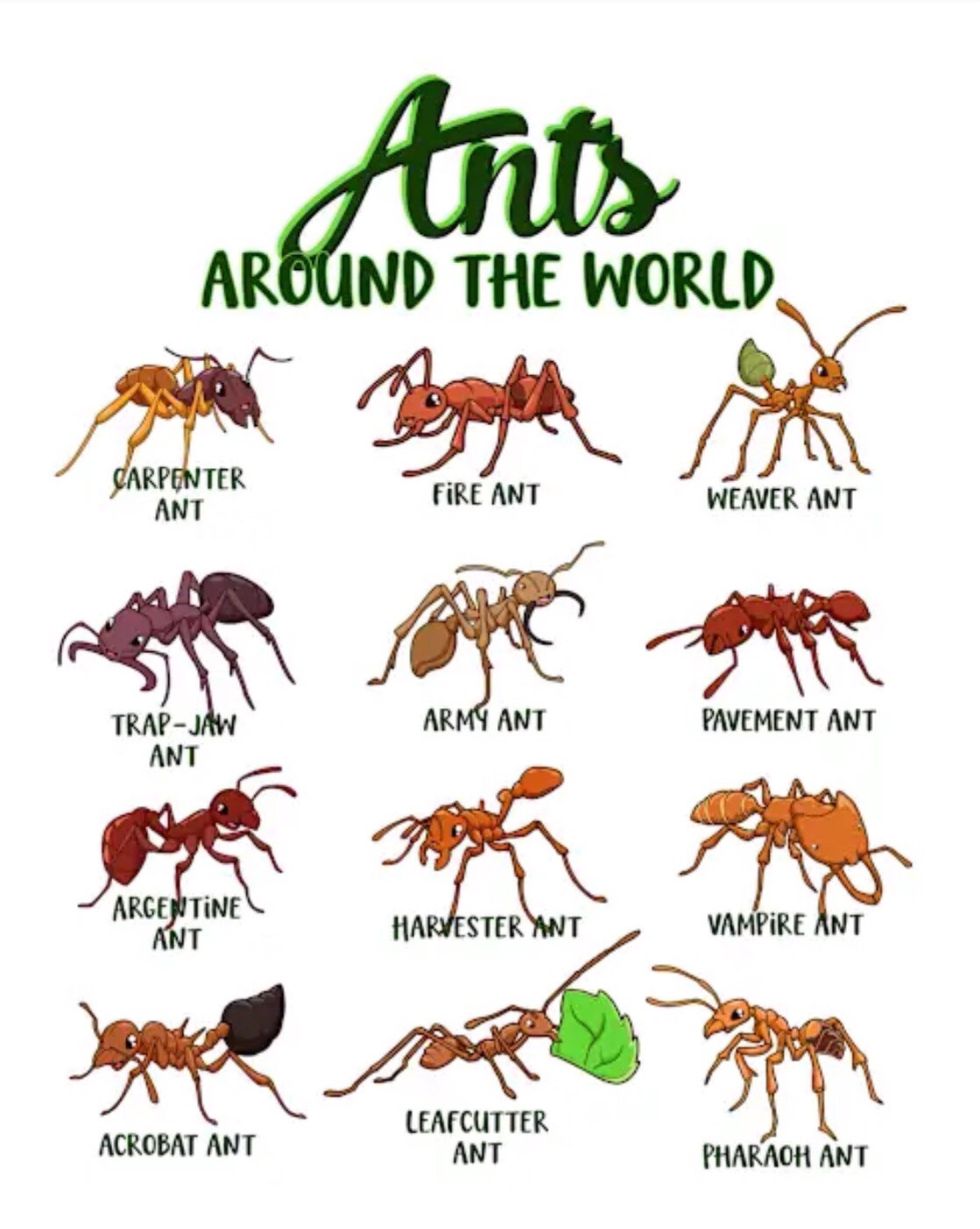 Single Chamber Ant Nest Founding For Queen & Small Colony $.99 With Any Purchase