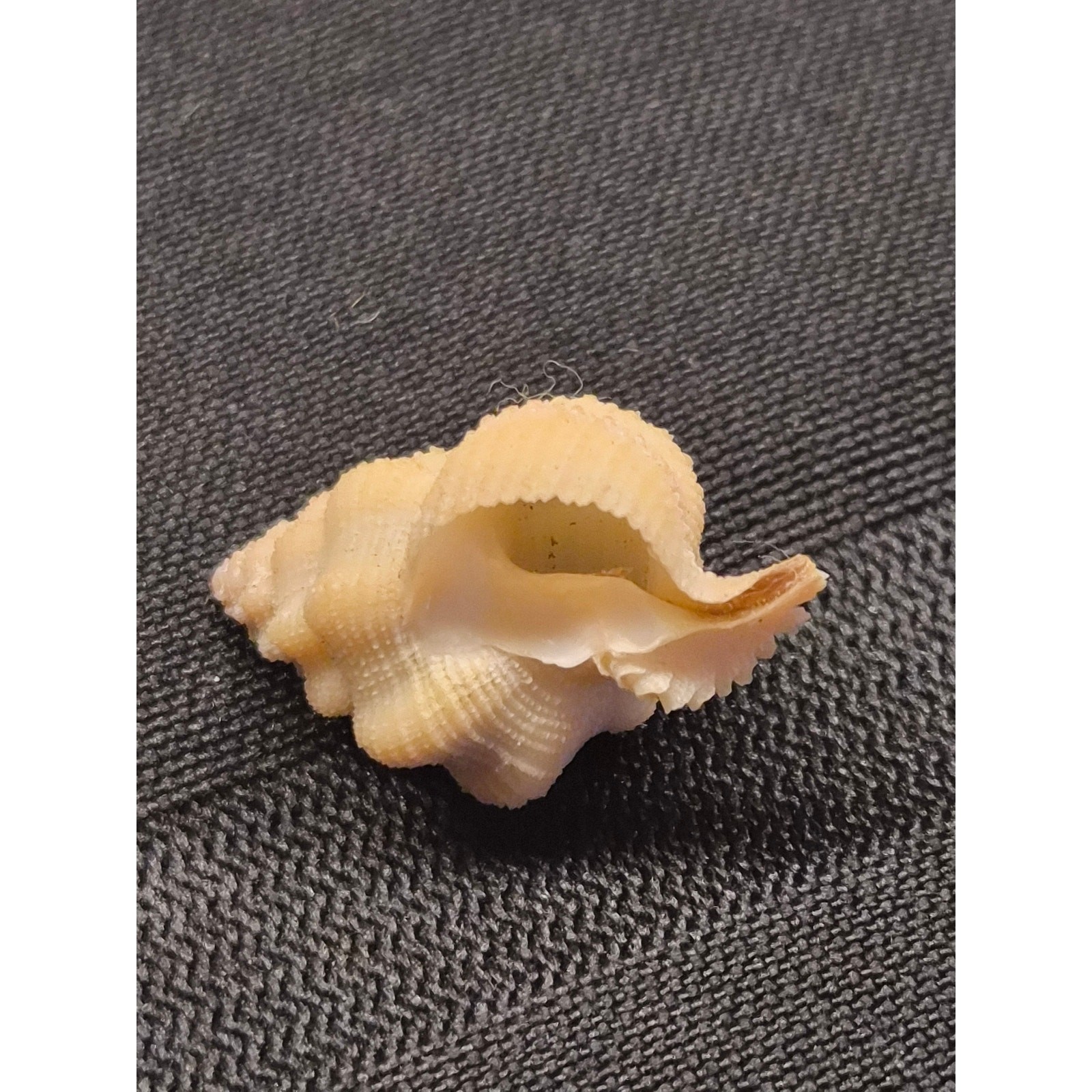 Latiaxis voremis Watson 22mm Seashell Bohol Philippines w/ Label