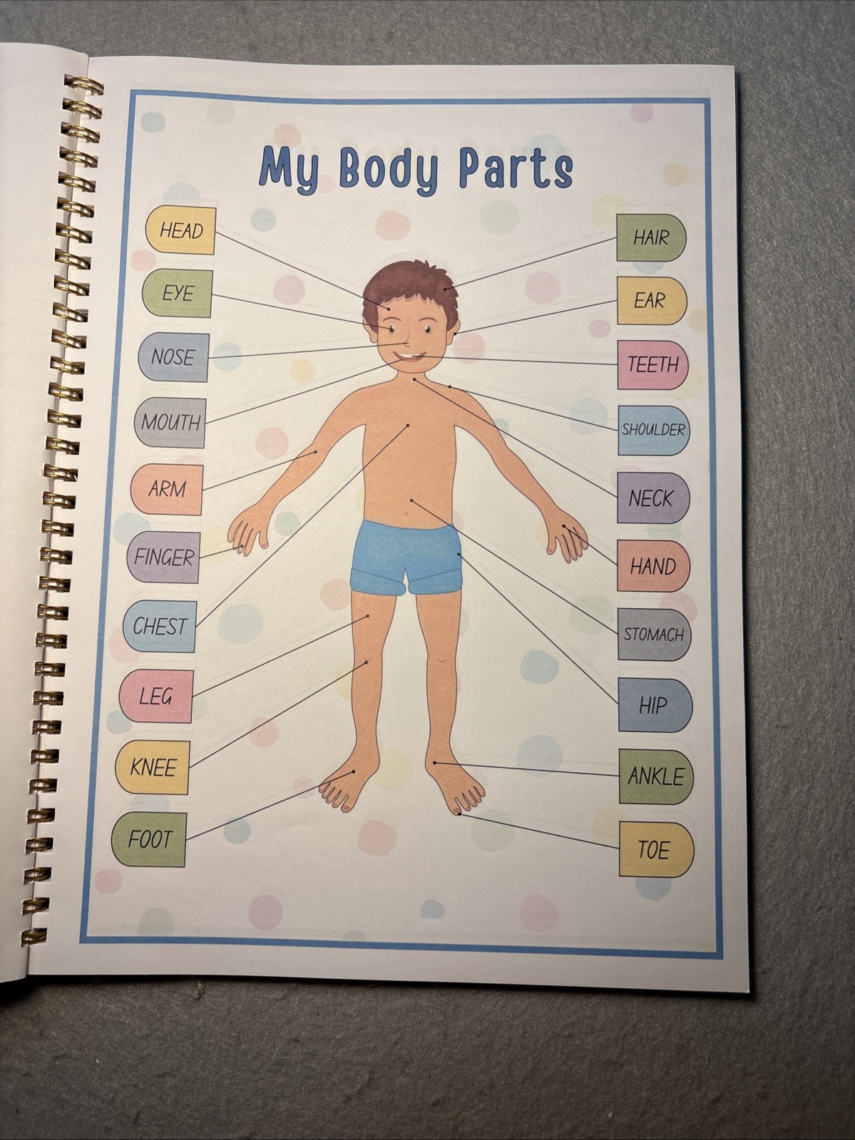 Human Body Anatomy Busy Book for Kids Ages 4-8. Montessori Body Model