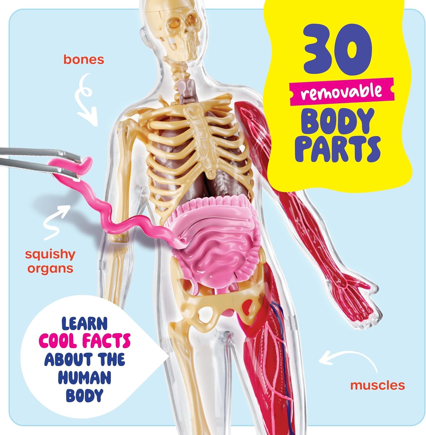 Dan&Darci Human Anatomy Squishy Body Model – Science Kits for Kids Ages 4-8 – ST