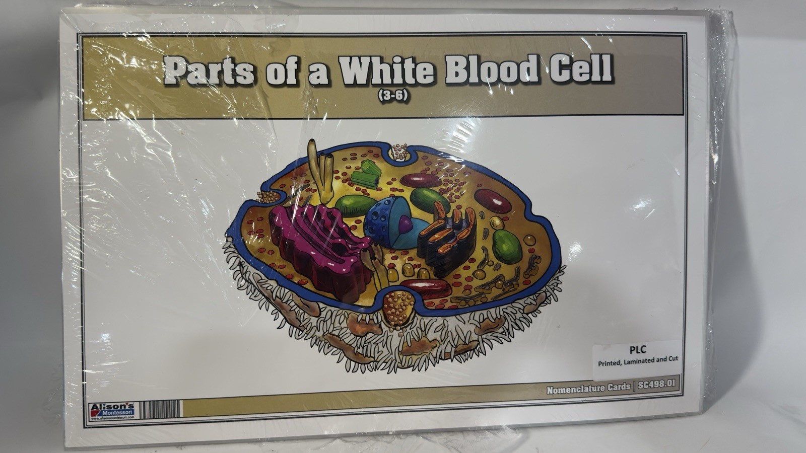 Montessori Nomenclature Cards White Blood Cell (3-6) (6-9) Human Mouth Parts 6-9