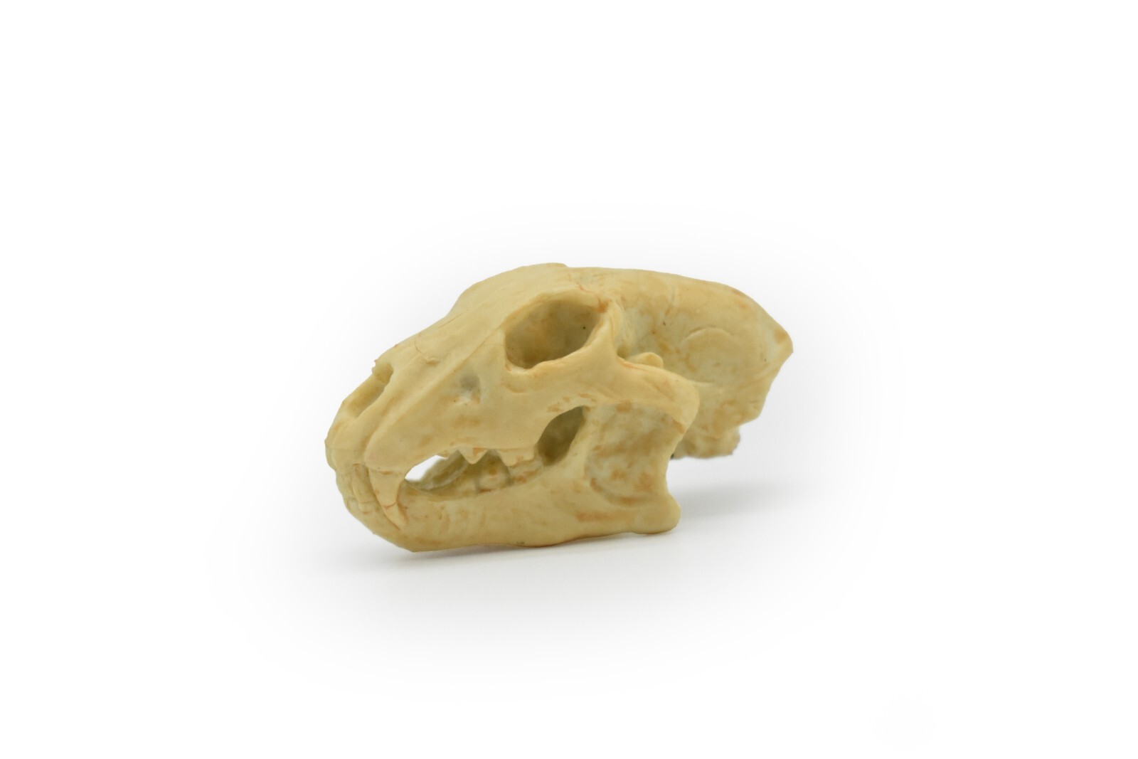 Lion Skull, Very Nice Plastic Reproduction 1 7/8 inches long F4124 B193
