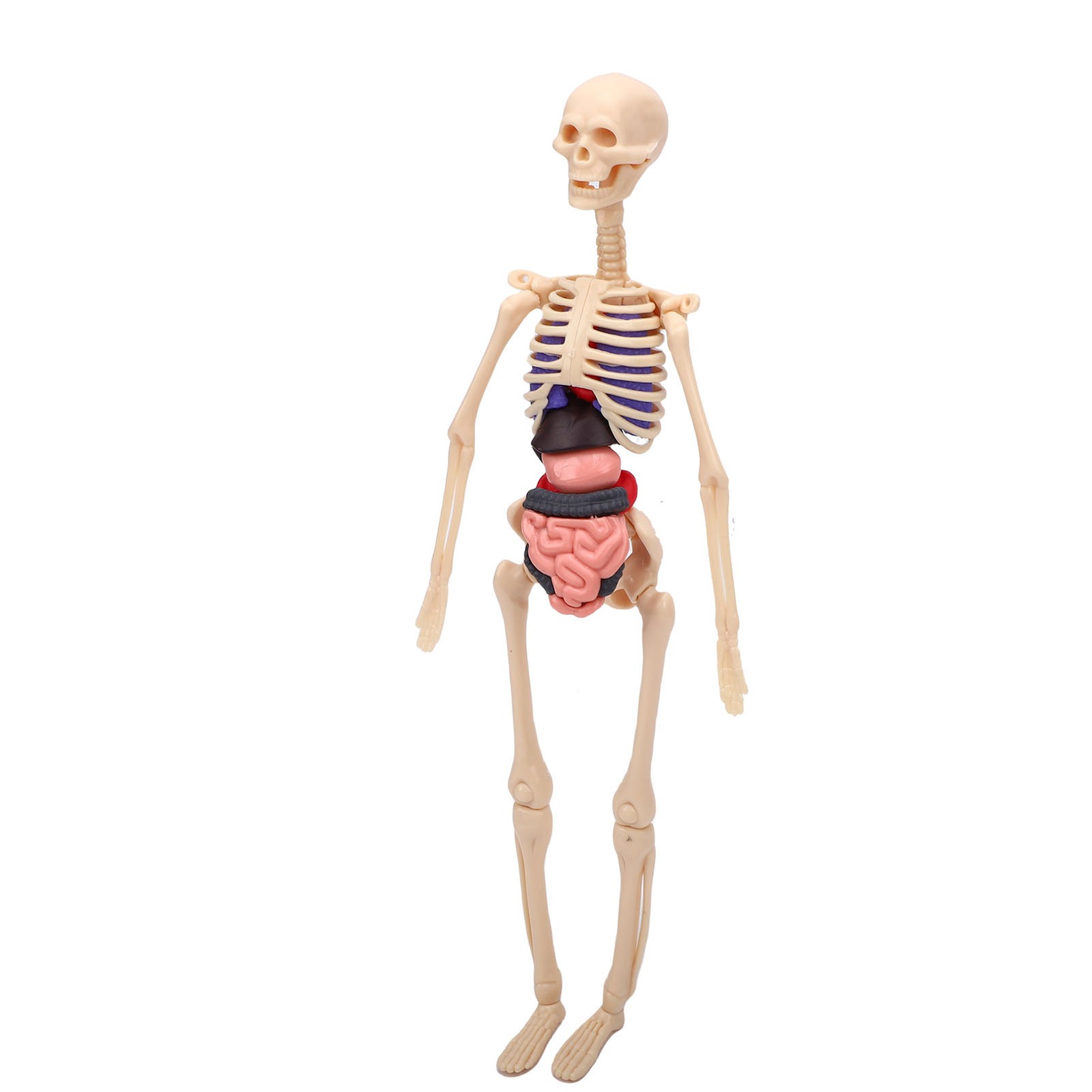 1-Clear Human Body Skeleton Model Kit 3D Human Anatomy Structure Model Kit