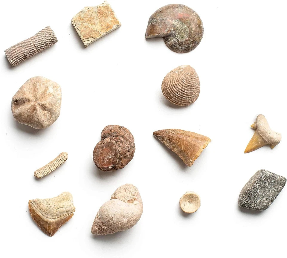 STEM Archaeology Science Project Dig a Dozen Fossil Bricks Sets School FREESHIP